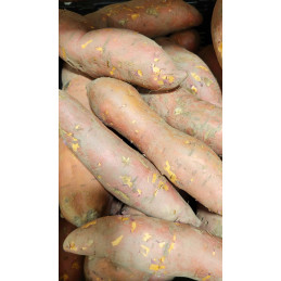 Patate Douce rose Bio...