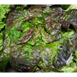 Salade Rougette France Cat I