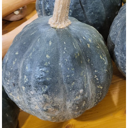 Potimarron Vert Bio Pamiers...