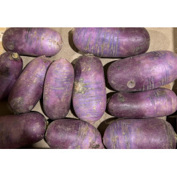 Radis D'hiver Blue Pamiers...