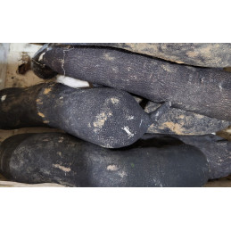 Radis Noir France Pamiers...