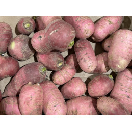 Radis d'hiver Pink Bio Pamiers