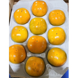 Kaki Pomme France Cat I