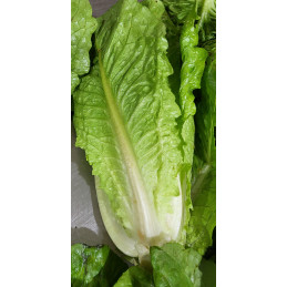 Salade Romaine
