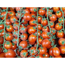 Tomate Cerise Grappe