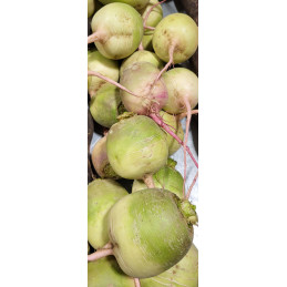 Radis D'hiver Red Pamiers...