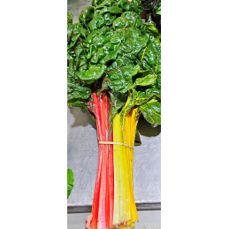 Blette Paquet Couleur