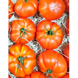 Tomate Ronde Charnue