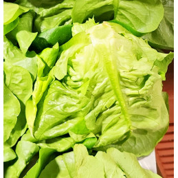 Salade Sucrine Bio Pamiers