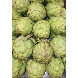 Artichaut Blanc Bio France...