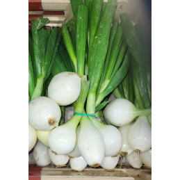 Oignon Frais paquet
