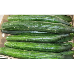 Concombre Long Bio