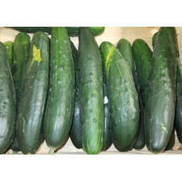 Concombre Noa Bio