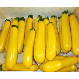 Courgette Jaune Bio
