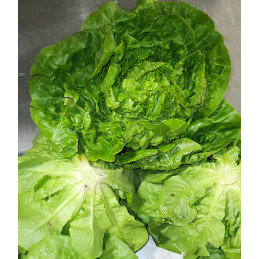 Salade Sucrine Bio