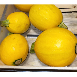 Courgette Ronde Jaune Bio...
