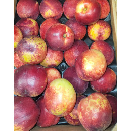 Nectarine Blanche Bio