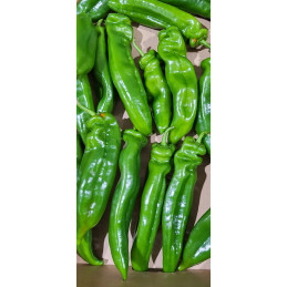 Poivron Long Vert Bio Cat I