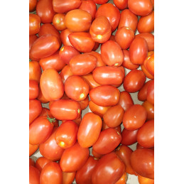 Tomate Roma Pamiers