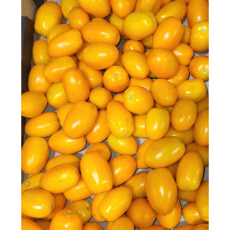 Tomate Roma Jaune Pamiers