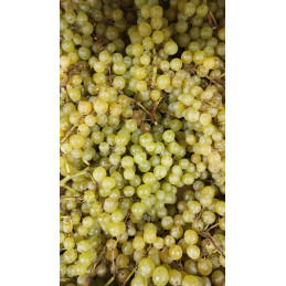 Raisin Exalta Bio France Cat I