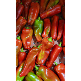 Poivron Long Rouge Bio Cat I