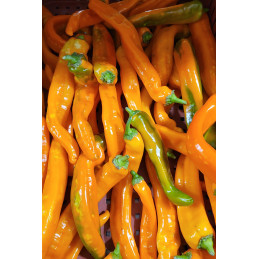 Poivron Long Orange Bio Cat I