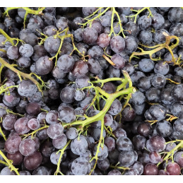 Raisin Muscat Noir Bio...