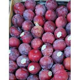Prune Ruby Crunch France Cat I