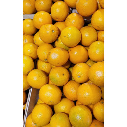Orange à Jus