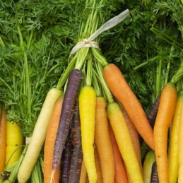 Carottes fanes couleurs