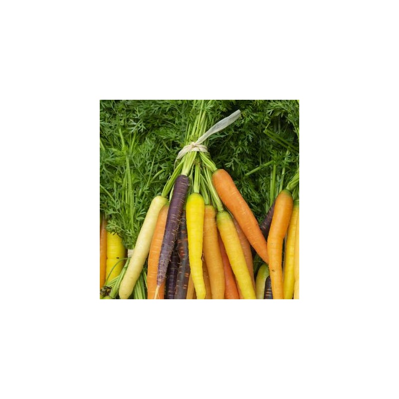 Carottes fanes couleurs