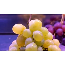 Raisin Blanc Vittoria