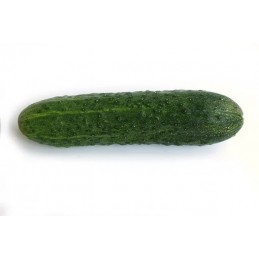 Concombre Noa Pamiers
