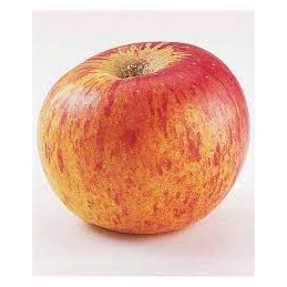 Pomme Reine Reinette