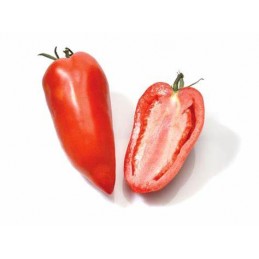 Tomate allongée type Andine