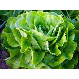 Salade Laitue Bio Pamiers